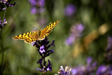 Fototapeta Lawenda - pomarańczowy motyl na fioletowym kwiatku