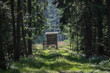 Small road in the deep forest leading to a small hunting tower with a great view from the top