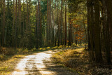 Fototapeta Storczyk - leśna droga