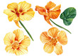 Yellow flowers on isolated white background, watercolor illustration, set nasturtium hand drawing