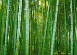 Bamboo forest, green fresh summer nature background