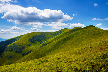 Wall Mural - Ukrainian Carpathians in summer. Borzhava ridge.