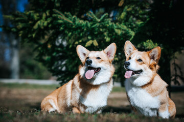 Canvas Print - Corgi pembroke portrait. Dog posing outside	
