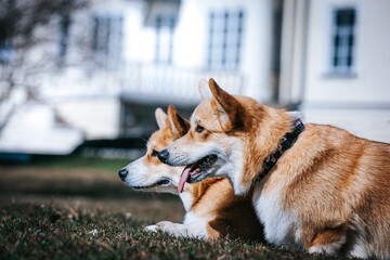 Poster - Corgi pembroke portrait. Dog posing outside	
