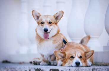 Canvas Print - Corgi pembroke portrait. Dog posing outside	
