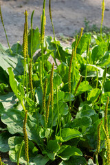 Plantain flowering plant with green leaf. Plantago major leaves and flowers, broadleaf plantain, white man's foot or greater plantain