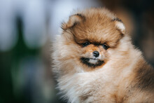 Pomeranian Baby Posing Outside. Small Pomeranian Puppy.