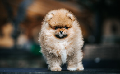 Sticker - Pomeranian baby posing outside. Small pomeranian puppy.