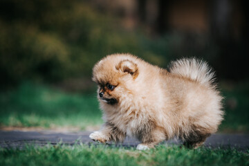 Sticker - Pomeranian baby posing outside. Small pomeranian puppy.