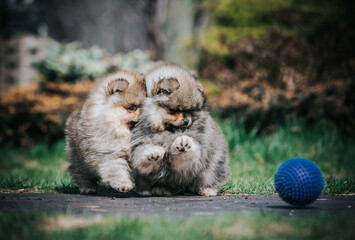 Sticker - Pomeranian baby posing outside. Small pomeranian puppy.