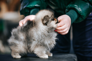 Sticker - Pomeranian baby posing outside. Small pomeranian puppy.	
