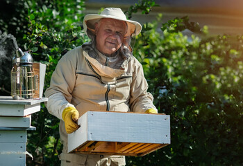 Wall Mural - Beekeeper on apiary. Beekeeper is working with bees and beehives on the apiary. Apiculture. Copy space.