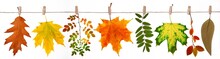 Collection Of Autumn Fallen Dry Leaves On A Rope On A White Background, Autumn Banner, Herbarium Or Leaves Collection, Fall Colors