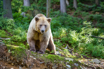 Wall Mural - young brown bear (ursus arctos) in the summer forest. animal in natural habitat.