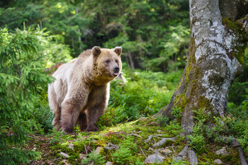 Wall Mural - young brown bear (ursus arctos) in the summer forest. animal in natural habitat.