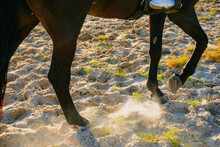 Horse's Hooves, The Horse Gallops On The Sand.