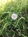Fototapeta Dmuchawce - Dandelion in the grass. Ladybug.