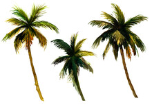 Three Coconut Palms In Watercolor In Green Alone On A White Background.