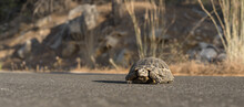 A Small Land Turtle Crosses The Road.