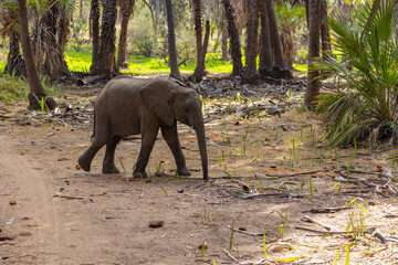 Wall Mural - Single lone Elephant in protected natural bush land habitat in an East Africa national park