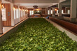 Tea leafs drying in a production line at tea factory in Kandy, Sri Lanka