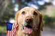 happy cute dog holding American flag in mouth