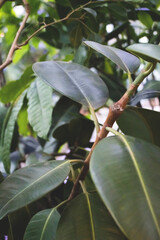 Wall Mural - Closeup of ficus elastica green leaves. Tropical conceptual background. Selective focus.