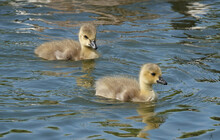 Two Canada Goslings Swimming On A Lake. 