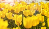 Fototapeta Tulipany - Spring flower field. Beautiful Tulips in spring garden. Farming and gardening theme.