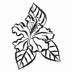  Hibiscus tropical flower drawing. Sketch black and white line art. linear drawing. Vector sketch illustration Isolated on white background. Tattoo design.