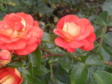 Fototapeta  - róże z ogrodu