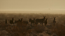 Drove Of Wild Burros In The Morning Haze