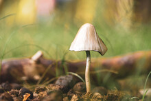A Forest Brown Mushroom In A Natural Background . High Quality Photo