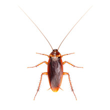 Cockroach Isolated On White Background