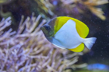 Wall Mural - Yellow pyramid butterflyfish in the coral reef. (Hemitaurichthys polylepis)