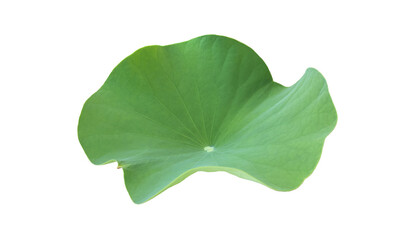 Wall Mural - isolated waterlily or lotus plants with clipping paths.