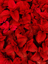 Red Plant Leaves Nature Life
