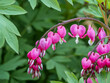 Flowering plant Lamprocapnos spectabilis, bleeding heart, fallopian buds or Asian bleeding-heart. Bright pink flowers in bloom. Summer natural background.
