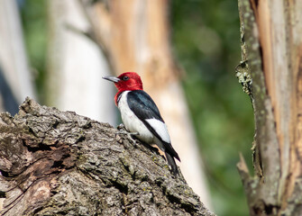 Wall Mural - Red-headed woodpecker perched on the side of a tree hunting insects in the swamp forest 