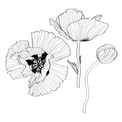 Wall Mural - Silhouette of poppy flower. Abstract black white line poppy on white background.