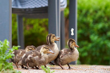 Ducks Offspring Being Fed In The Garden. Group Of Young Animals In Front Of Outdoor Furniture Eating.
