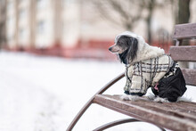 Purebred Chinese Crested Dog On A Walk In The Park In Winter. There Is Artistic Noise.