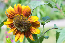 Autumn Beauty Sunflower In Bloom, Rich Golden Yellow And Red Colored Petals Against Blurred Green Background, Growing In The Summer Garden, Ornamental Flowers Concept