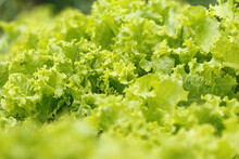 Close-up Of Fresh Green Salad. Lush Curly Leaves.