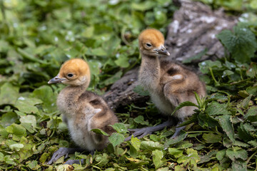 Beautiful yellow fluffy Demoiselle Crane baby gosling, Anthropoides virgo in a bright green meadow