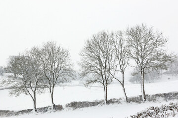 Poster - Trees in the winter with snow