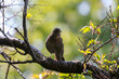 Female blackbird silhouette while perched on branch. Bird 