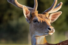 Portrait Of Old Deer With Big Brown Eyes And Growing Antlers