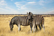 	
Two zebras in the savannah in the wild	
