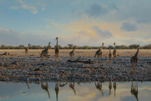 A Group Of Giraffes Came To A Watering Hole In A Etosha National Park In Namibia